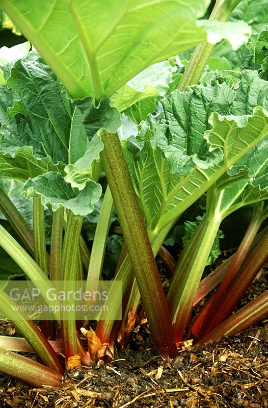 Rhubarb 'Timperley Early' with mulch around stems 
