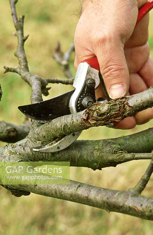 Pruning out diseased branch, affected by apple canker, February