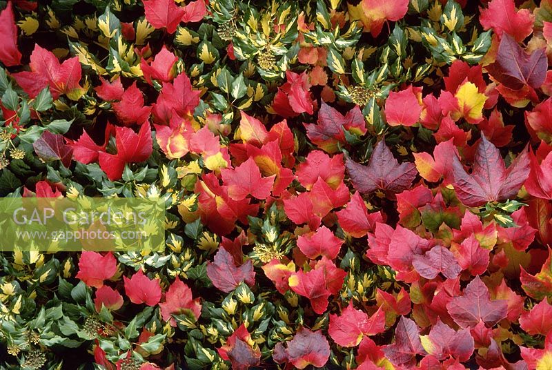 Autumn association, evergreen ivy - Hedera helix 'Goldheart' and Parthenocissus tricuspidata - Boston Ivy with red autumn colour