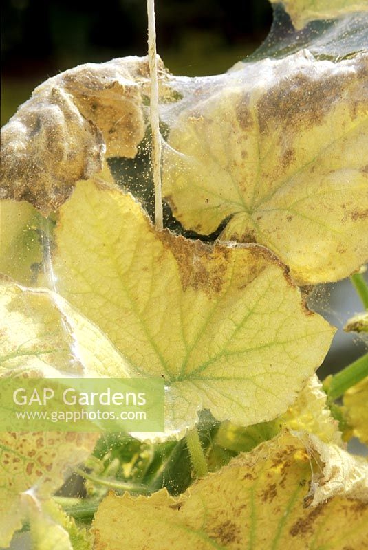 Red spider mite on cucumber showing webs and mites
