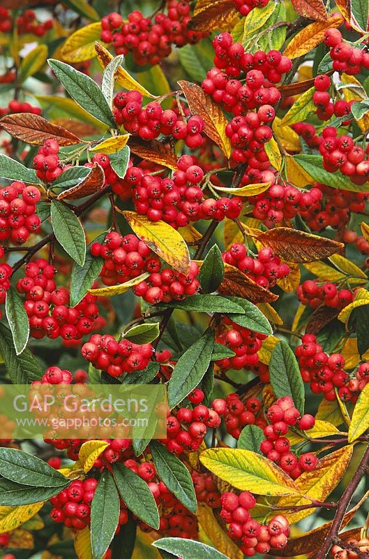 Cotoneaster 'Coral', berries with light frost, November