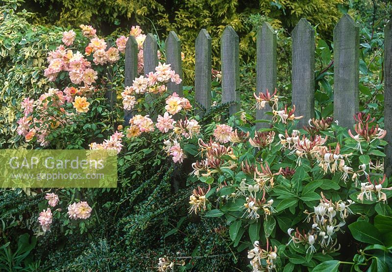 Rosa 'Phyllis Bide' and Lonicera periclymenum growing on picket fence, June