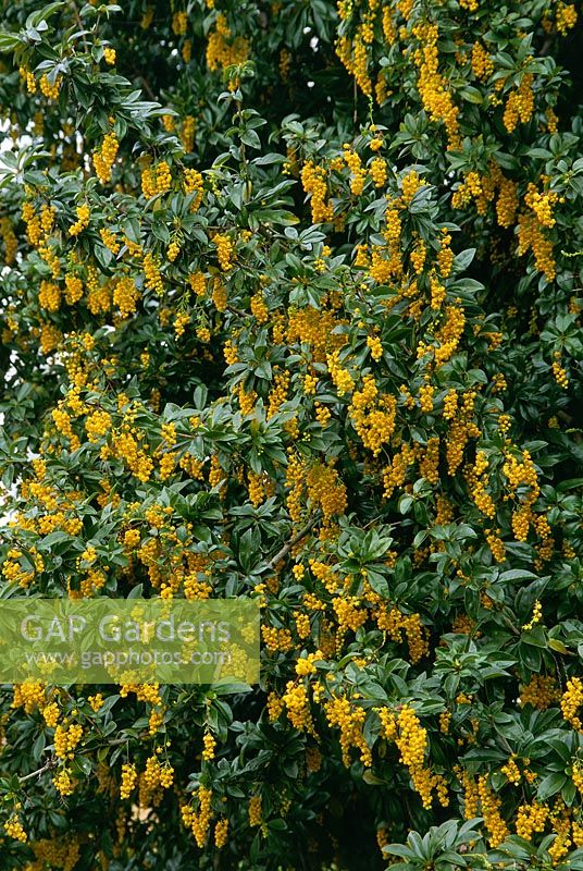 Berberis valdiviana - yellow flower on shrub, Cambridge botanic gardens, May