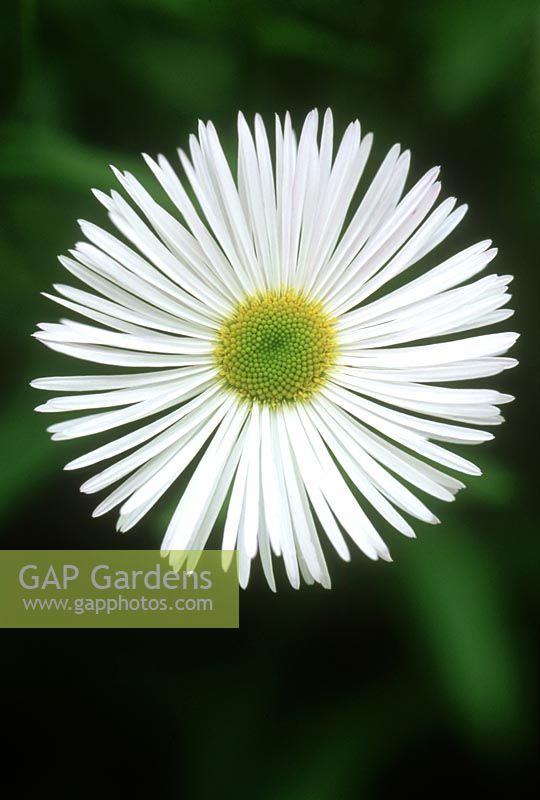 Erigeron 'Quakeress' close-up of white flower