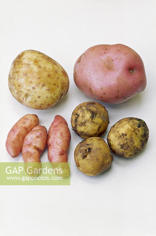 Potatoes against white background 'Maris Piper', 'Romano', 'Pink Fir Apple' 