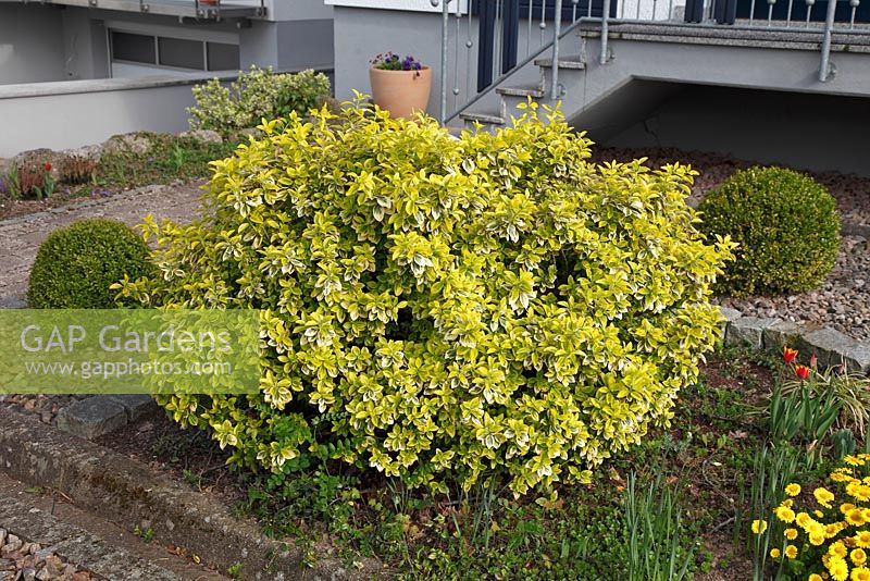 Euonymus fortunei 'Emerald'n Gold' in front garden, April, Offenburg, Germany