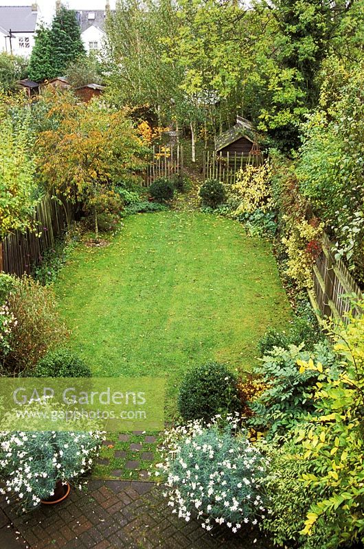 Town garden with lawn, brick patio, trees, border, argyranthemum in pot, October 