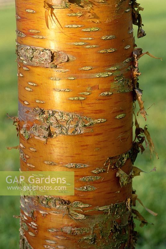 Prunus maackii, manchrian cherry, detail of bark, January, Cambridge university botanical gardens