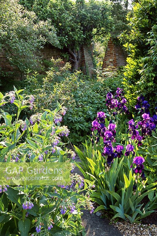 Symphytum and iris in walled garden.