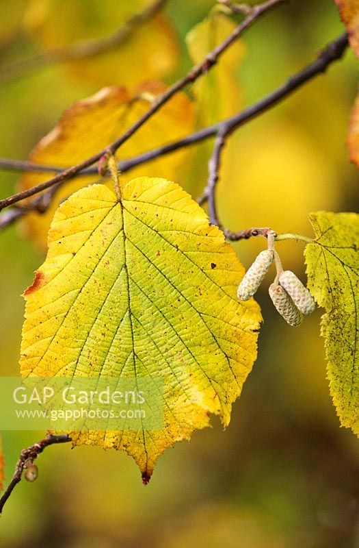 Corylus avellana, close up of leaf with autumn colour and young catkins