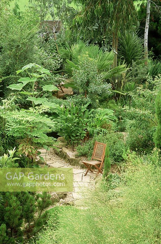 Tropical planting in London garden, chair for one, genista aetnensis, aralia elata, hedychium, paulownia tomentosa, trachycarpus, phormium, cordyline 