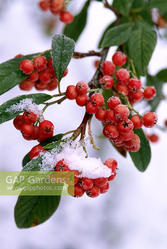 Cotoneaster heaselands coral, berries with snow, December
