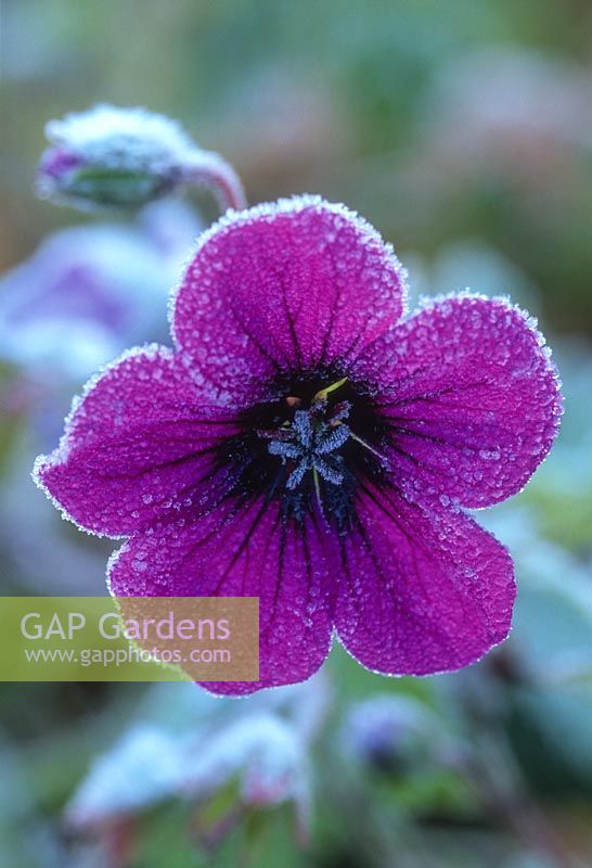 Geranium 'Ann Folkard', close up of purple flower with frost, November