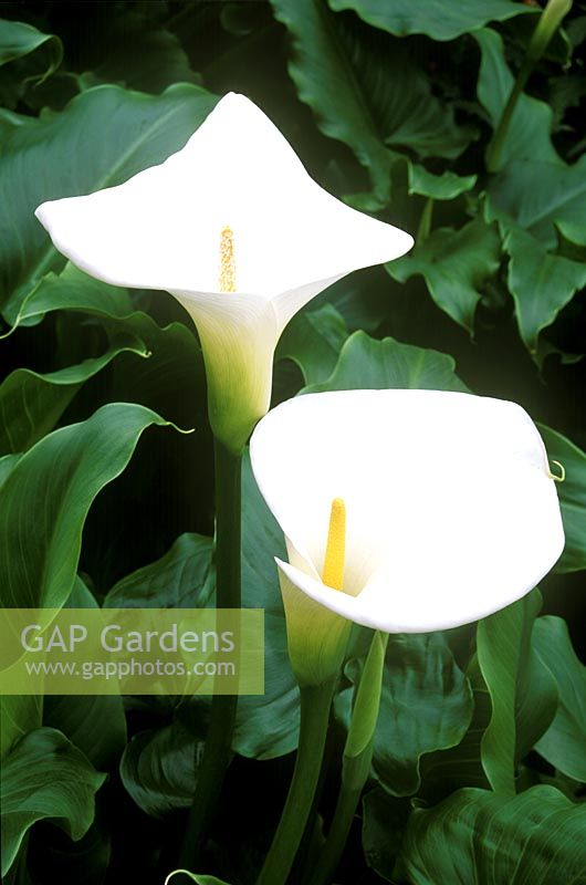 Zantedeschia aethiopica - arum lily, close up white flower