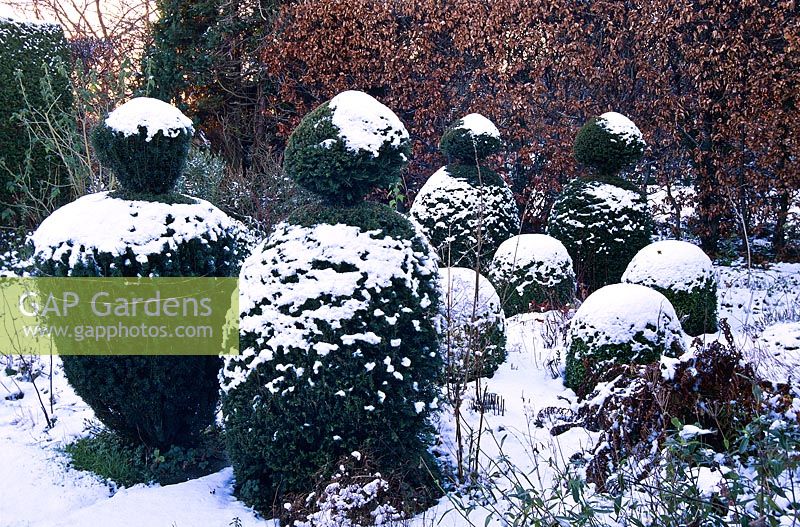 Topiary covered in snow, Hardwicke House, Fen Ditton, Cambridge