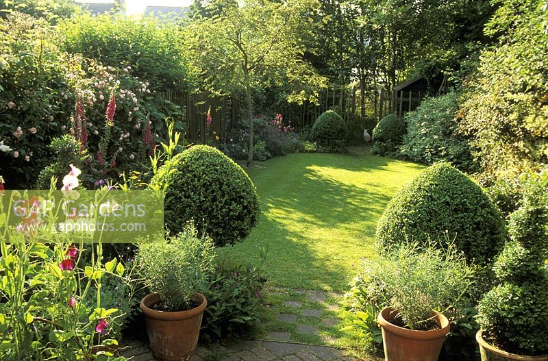 Small town garden with formal lawn leading towards 'woodland' garden - digitalis, lathyrus, buxus topiary, rosa. 