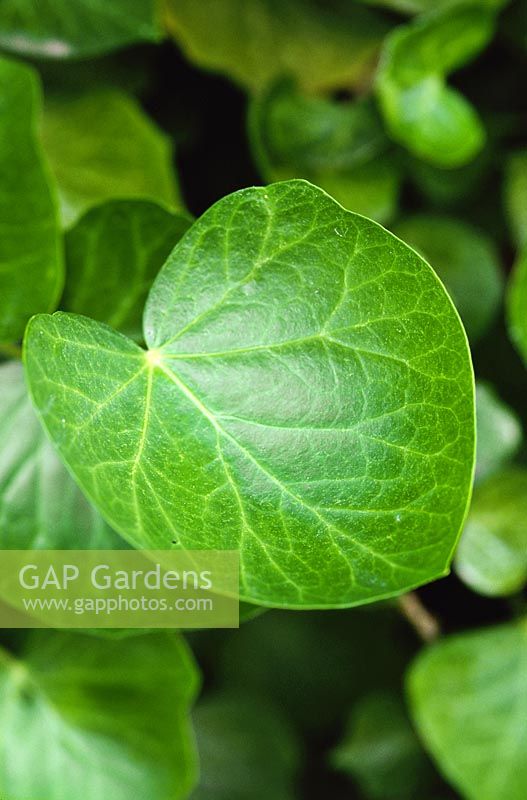 Hedera helix 'Persian Carpet', close up of leaves. Erddig National Collection