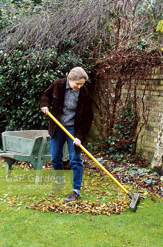 Woman sweeping and collecting autumn leaves from lawn