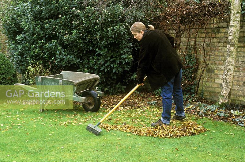Woman sweeping and collecting autumn leaves from lawn with old fashioned wooden wheelbarrow
