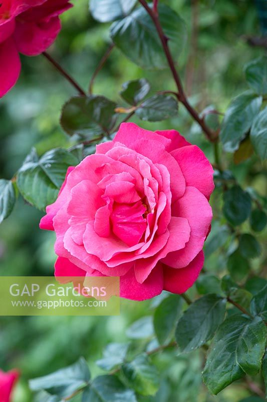 Rosa 'Galway Bay'  
