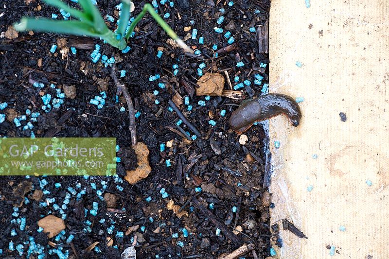 Dead slug on a garden path around slug pellets 