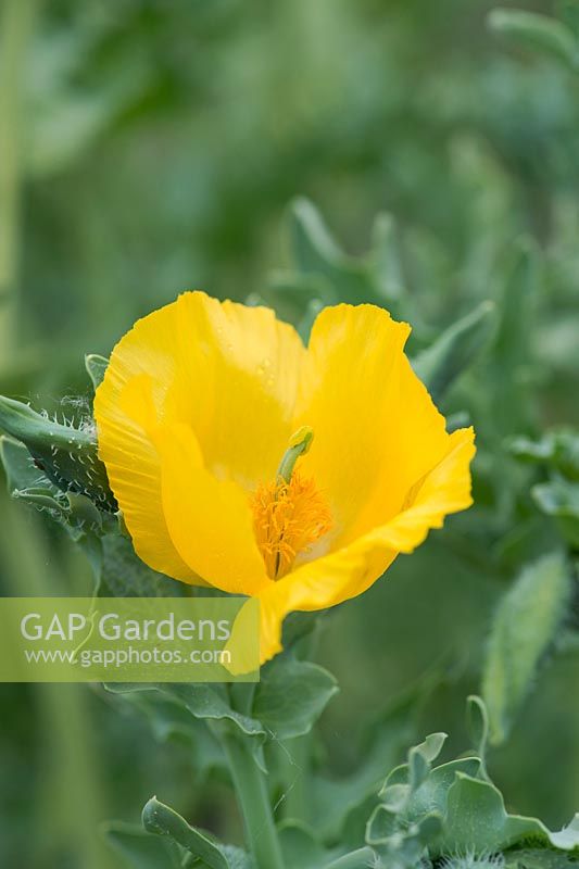 Glaucium flavum - Yellow horned poppy 