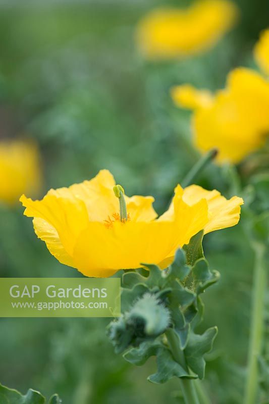 Glaucium flavum - Yellow horned poppy
