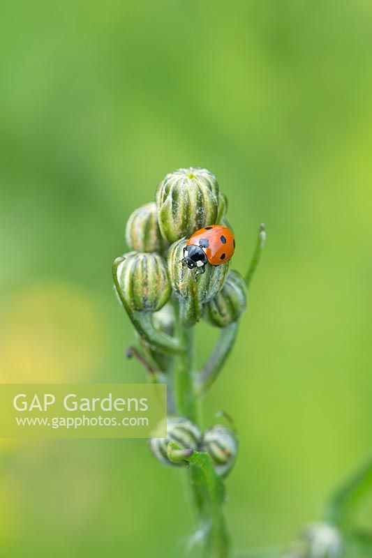 Seven spot ladybird - Coccinella septempunctata syn Coccinella 7-punctata