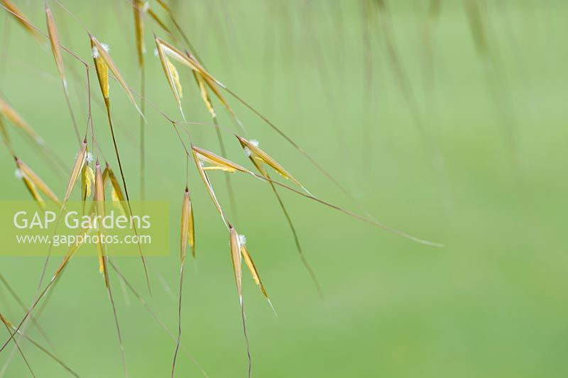 Stipa gigantea - Golden oats, close up of flower panicle in summer 