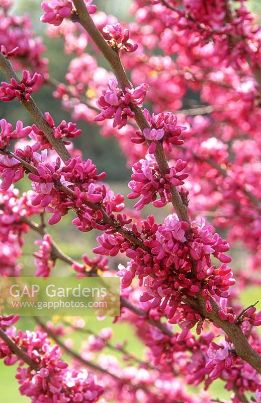 Cercis chinensis 'Avondale' - Chinese red bud, close up of dark pink flowers. The Savill Garden, Surrey