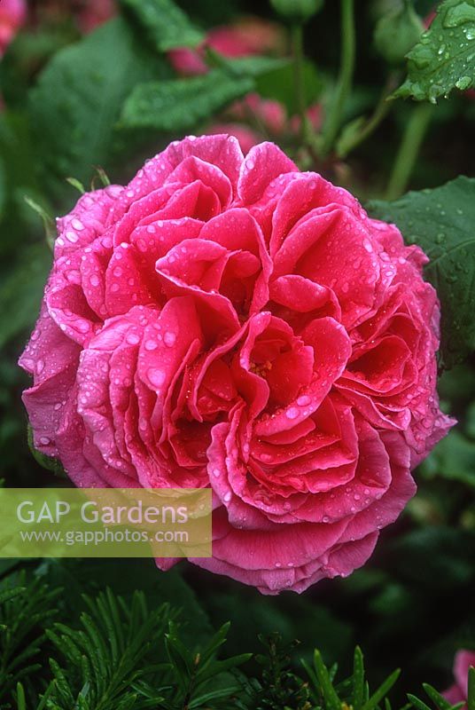 Rosa 'Madame Isaac Pereire', close-up of bright pink bourbon rose flower. David Austin Roses