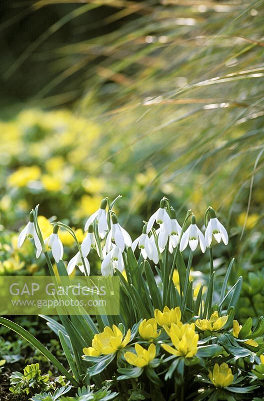 Spring associates, white flowers of galanthus nivalis with yellow eranthis hyemalis and stipa arundinacea. February
