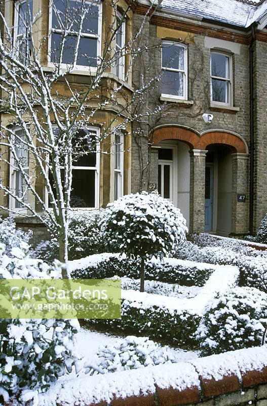 Formal front garden of a Victorian house with buxus edging around clipped standard tree, after snowfall, in Cambridge.