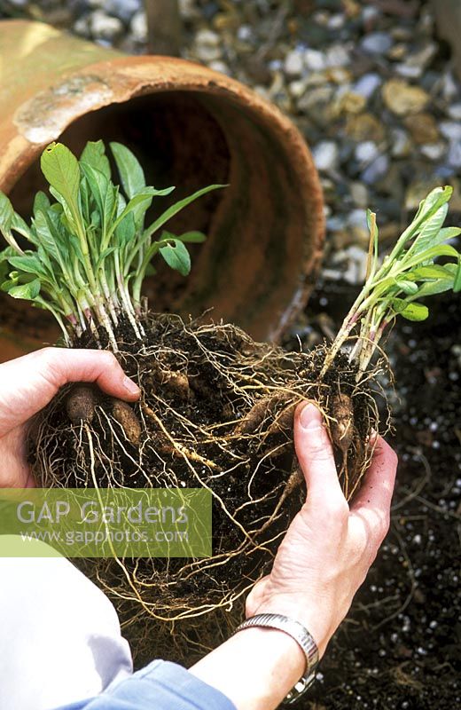Propagation - diving established roots of Cosmos atrosanguineus in Spring 