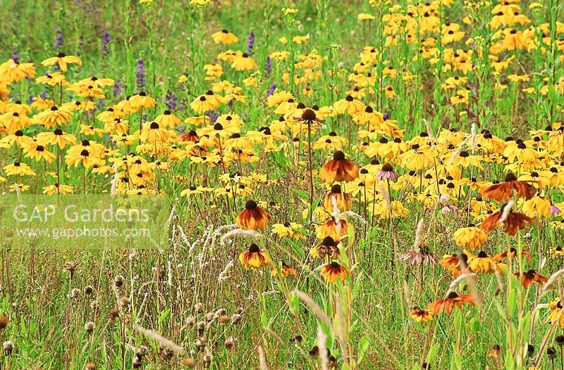 Wild style border with rudbeckia and echinacea in grassland