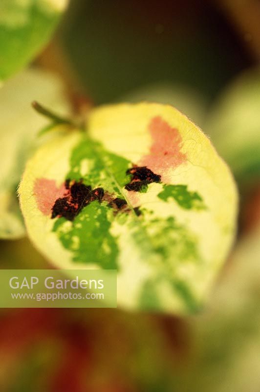 Persicaria virginiana var. 'Painters Palette', close up of variegated leaf
