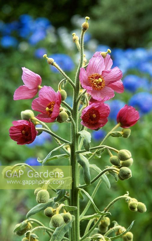 Meconopsis napaulensis - Welsh poppy flower, June