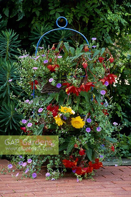 Tiered baskets planted with Pendulous begonias and Convolvulus sabatius