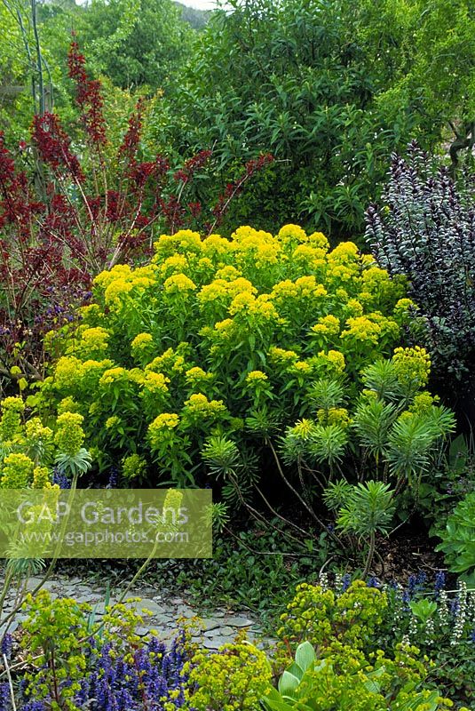 Euphorbia palustris 'Walenberg's glorie'