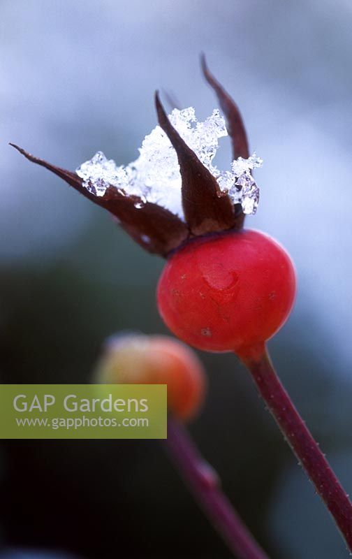 Rosa 'pink perpetue' - rosehip with ice and snow, January