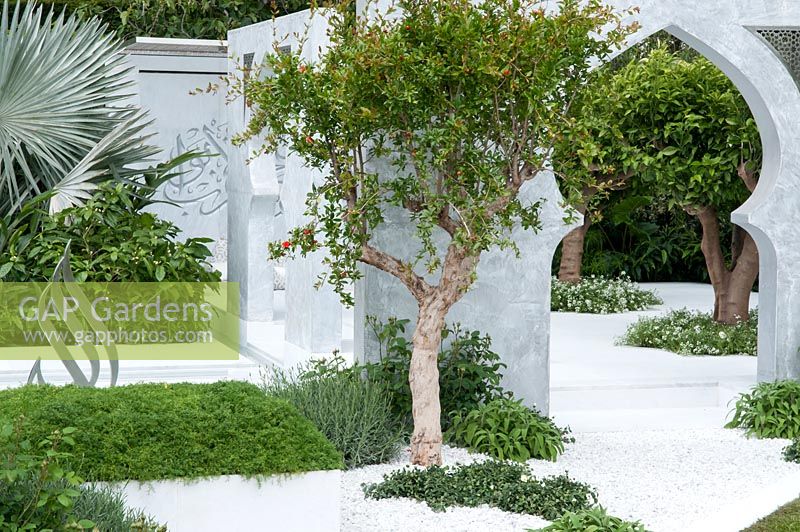 The Beauty of Islam, a garden that reflects Arabic and Islamic culture which includes  plants, Pomegranate tree - Punica granatum, Citrus auranticum trees, Myrtus communis, Thymus vulgaris and serphyllum, Chomomile. RHS Chelsea Flower Show, 2015