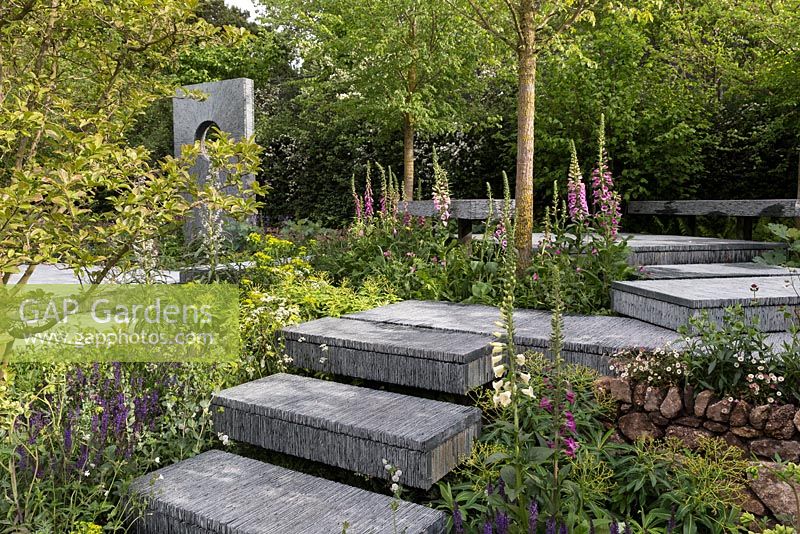 View of slate paved areas with planting of ferns, euphorbia, acquilegia, foxgloves, and daisies, yew trees - The Brewin Dolphin Garden. RHS Chelsea Flower Show, 2015