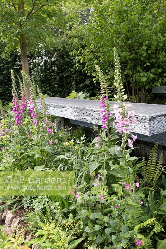 Garden bench made from slate and slate patio , Digitalis purpurea - common Foxglove  - The Brewin Dolphin Garden - RHS Chelsea Flower Show, 2015