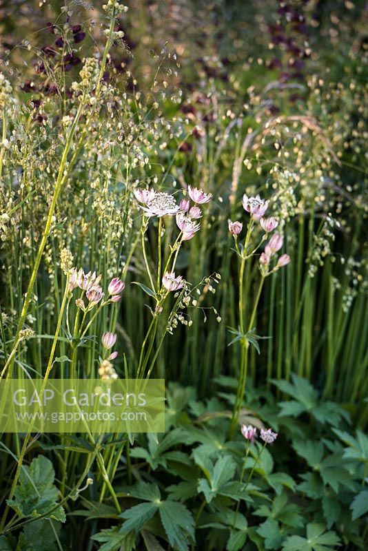 Astrantia 'Superstar' syn 'White Giant', ornamental grass Briza media. The Cloudy Bay and Bord na Mona garden, Chelsea Flower Show 2015
