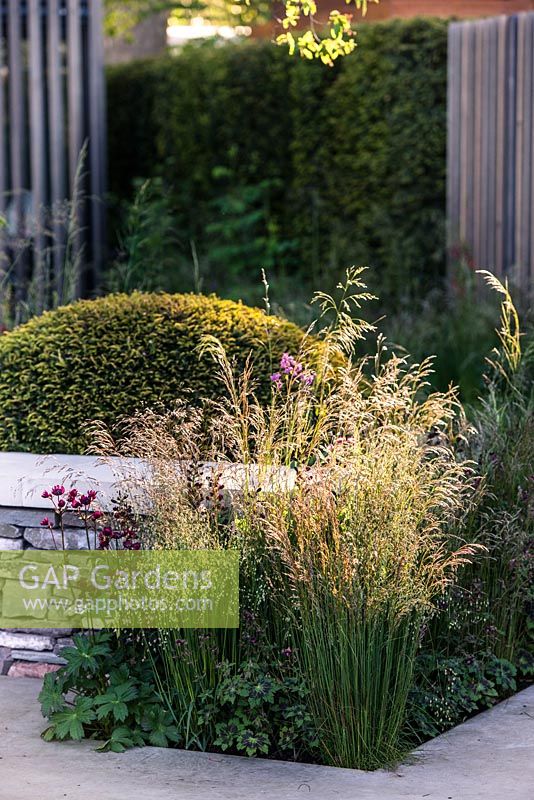 View of slate border wall and flowerbed with grasses Deschampsia flexuosa, Deschampsia caespitosa, Briza media, Taxus baccata topiary ball and Astrantia major 'Claret'.  The Cloudy Bay Garden in association with Vital Earth - RHS Chelsea Flower Show 2015