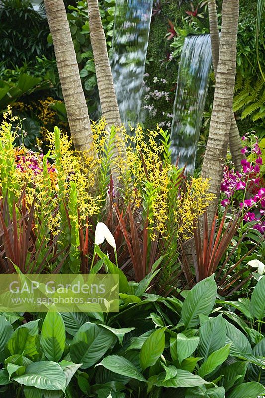Dendrobium Ong-angaiboon  - Orchid - with Cordyline fruticosa and Spathyphyllum in The Hidden Beauty of Kranji by Esmond Landscape and Uniseal. RHS Chelsea Flower Show 2015