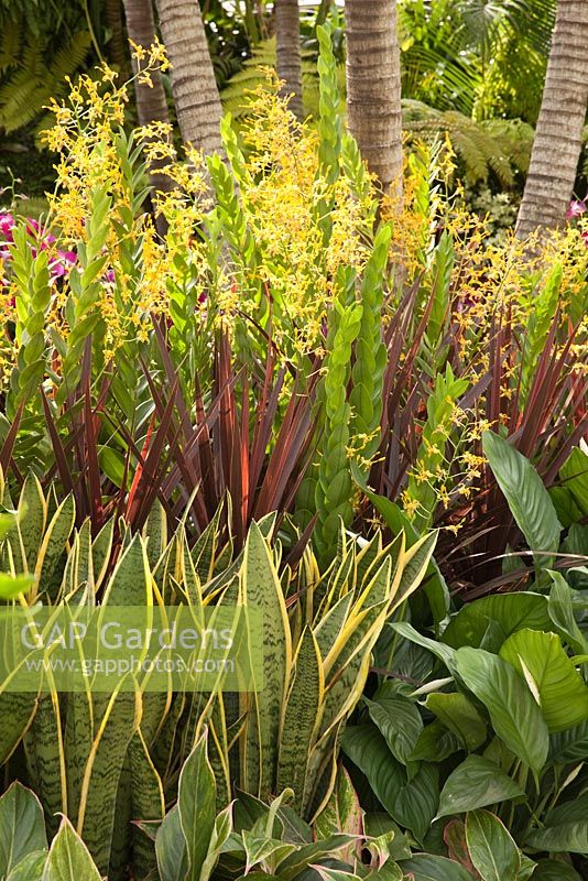 Tropical planting of Dendrobium 'Ong-angaiboon', Cordyline fruticosa, Sanseveria trifasciata. The Hidden Beauty of Kranji by Esmond Landscape and Uniseal. RHS Chelsea Flower Show, 2015