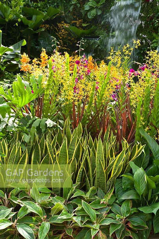 Yellow Dendrobium Ong-angaiboon - Orchid - with Cordyline fruticosa and other tender foliage plants in The Hidden Beauty of Kranji by Esmond Landscape and Uniseal. RHS Chelsea Flower Show, 2015