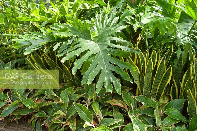 Tender foliage plants in The Hidden Beauty of Kranji by Esmond Landscape and Uniseal. RHS Chelsea Flower Show, 2015