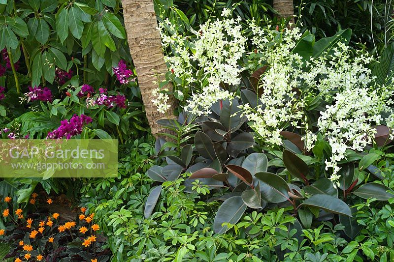 Orchids and other tender plants in The Hidden Beauty of Kranji by Esmond Landscape and Uniseal. RHS Chelsea Flower Show, 2015